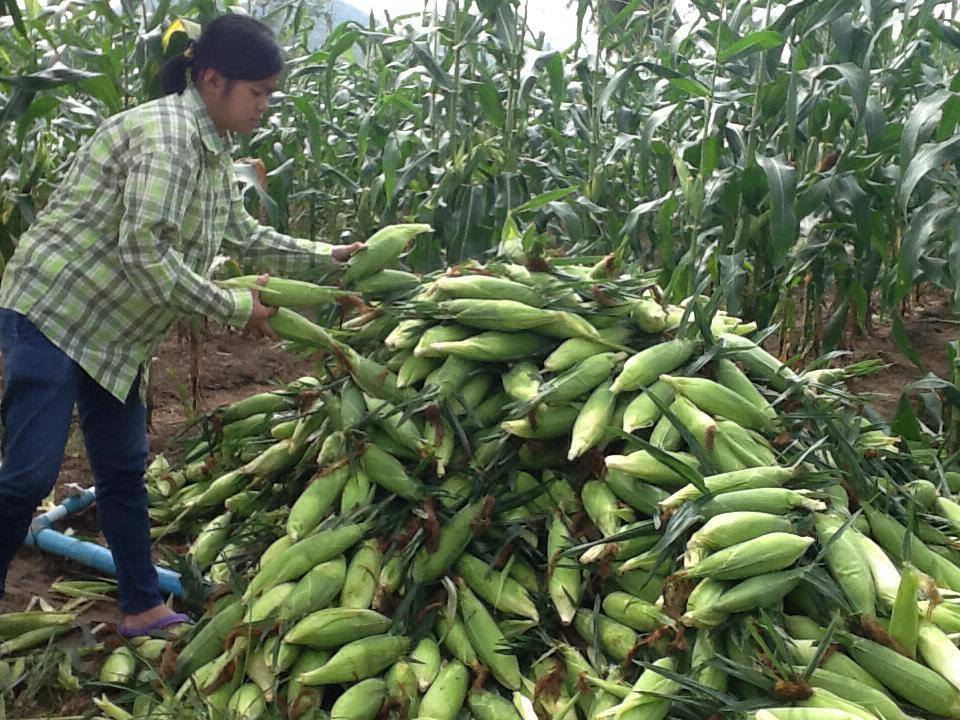 1002015_676003035751404_1564497130_n