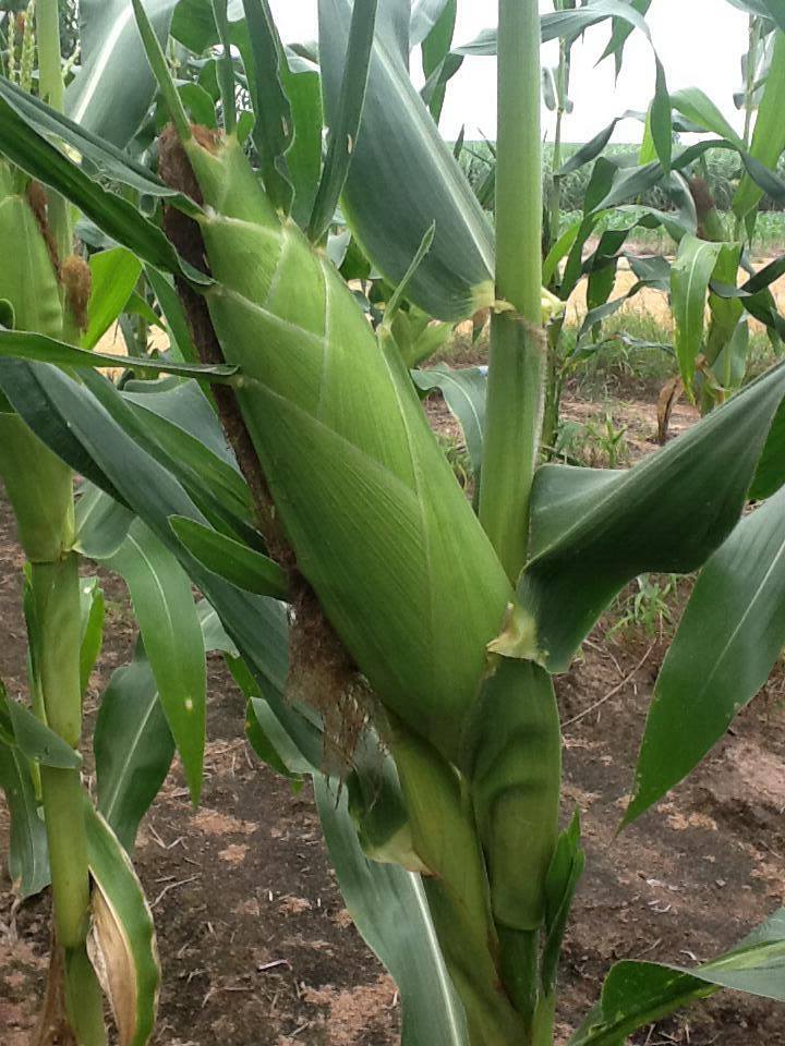 1379775_676002522418122_414692942_n