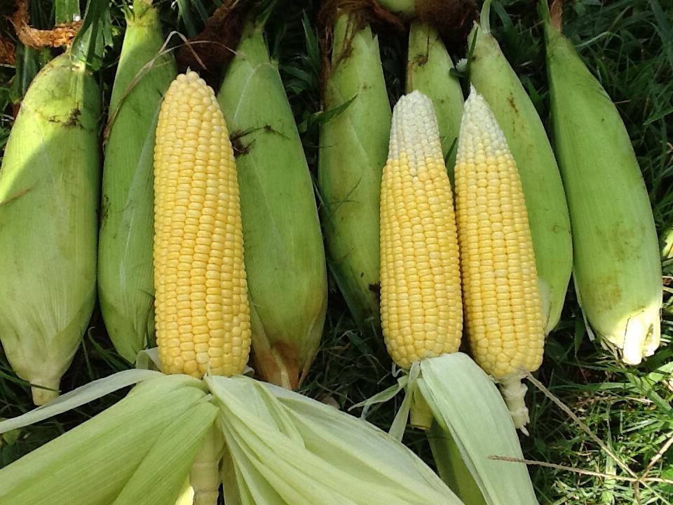 1393477_676002985751409_1894308857_n