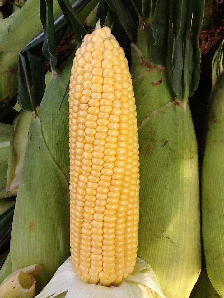 563580_676002689084772_1775643593_n