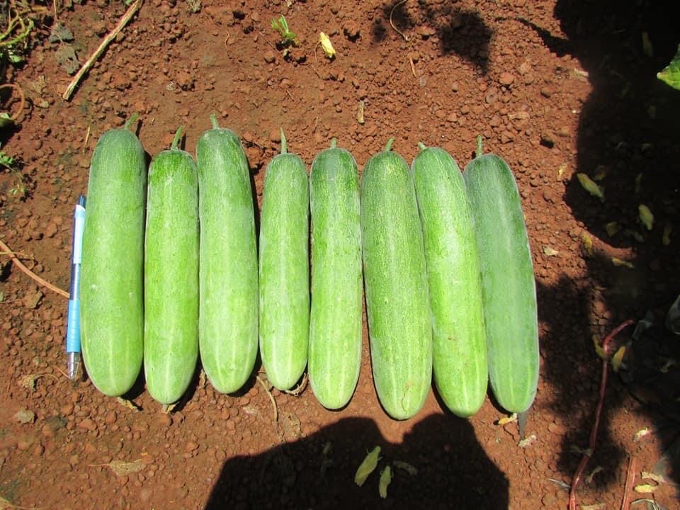 Dưa leo lai F1 VVS06 3