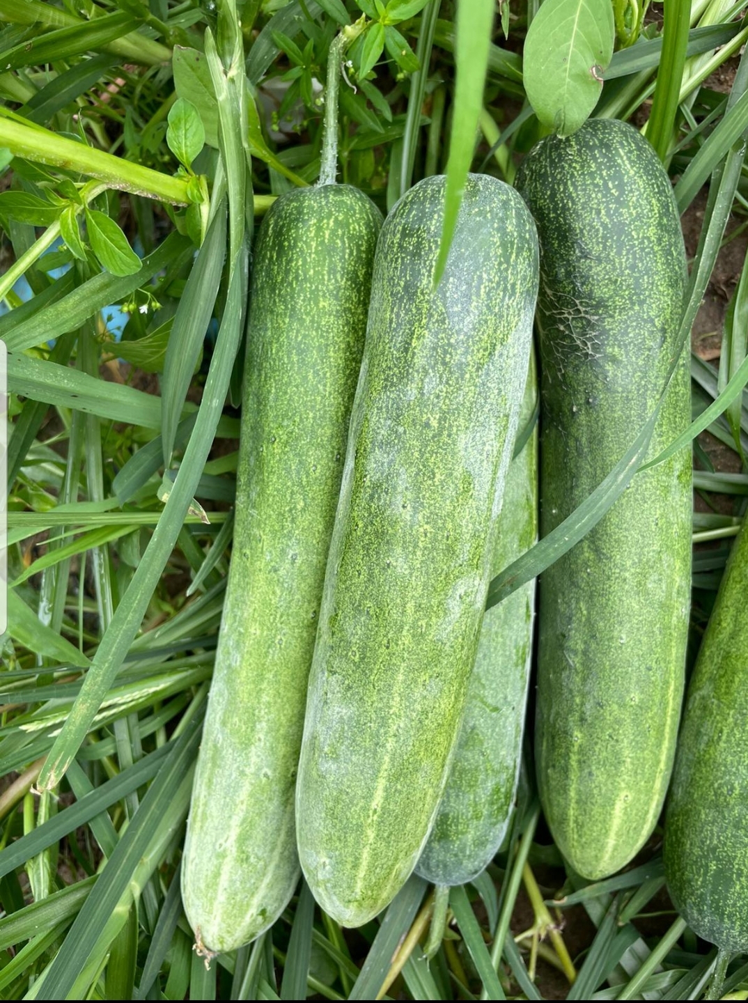 Dưa leo lai F1 VVS06 4