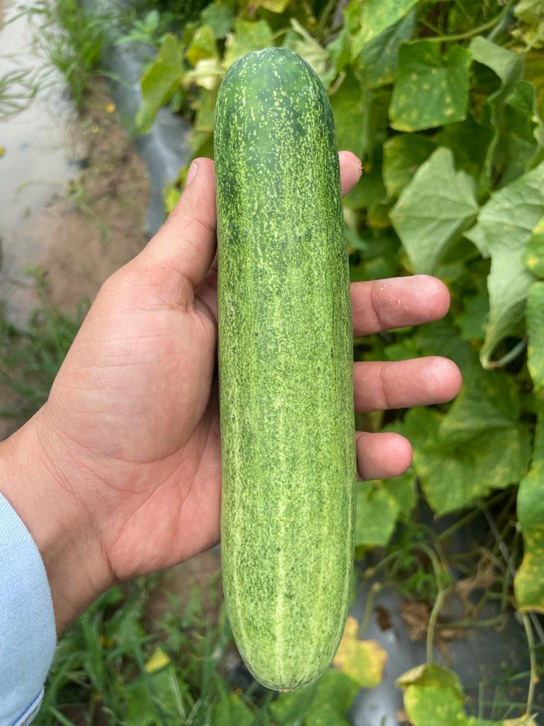 Dưa leo lai F1 VVS06 5