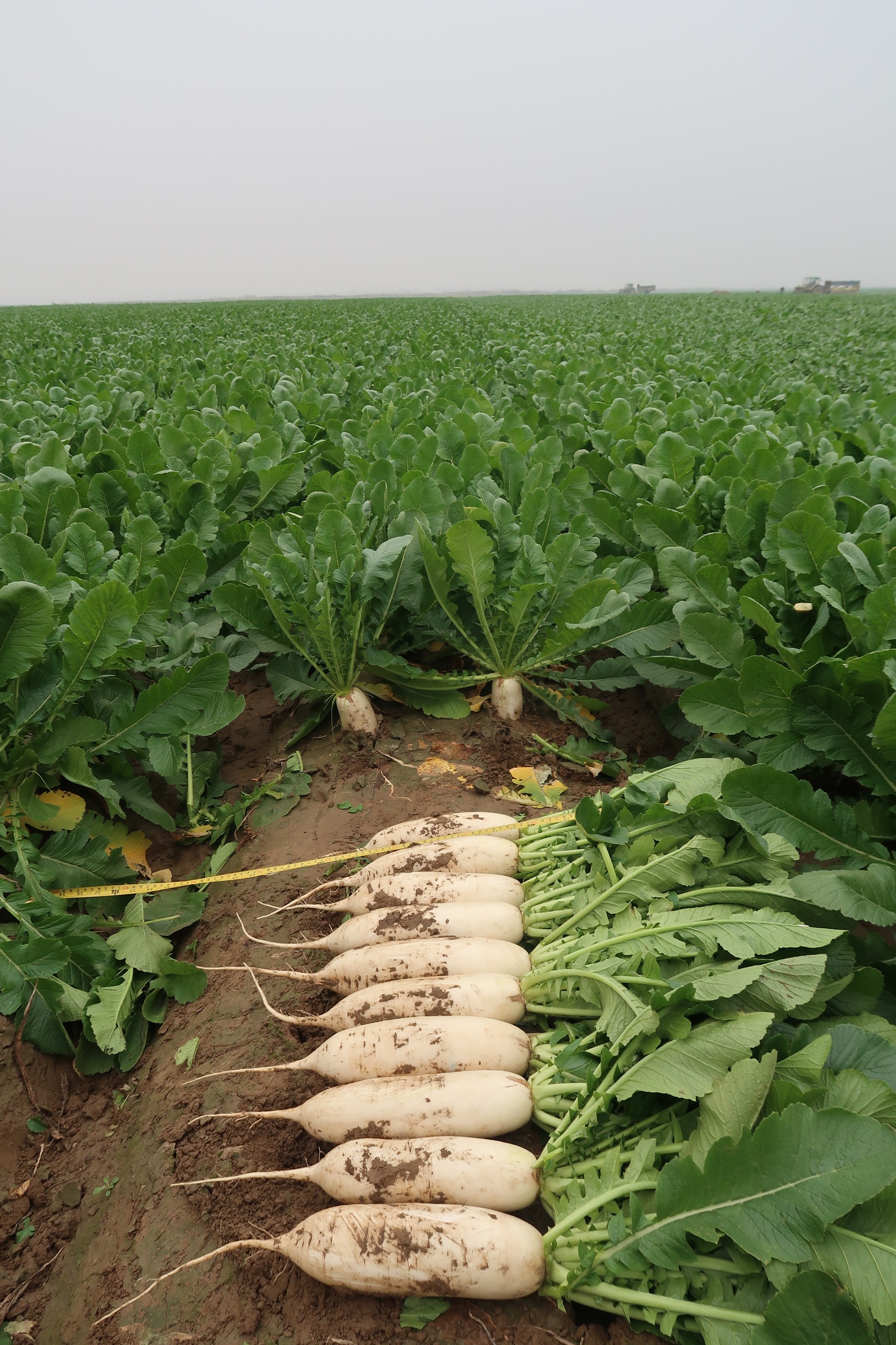 Hạt giống củ cải số F1 VVS20 2