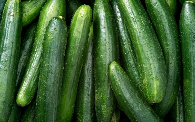 Hạt giống dưa leo F1 VVS15