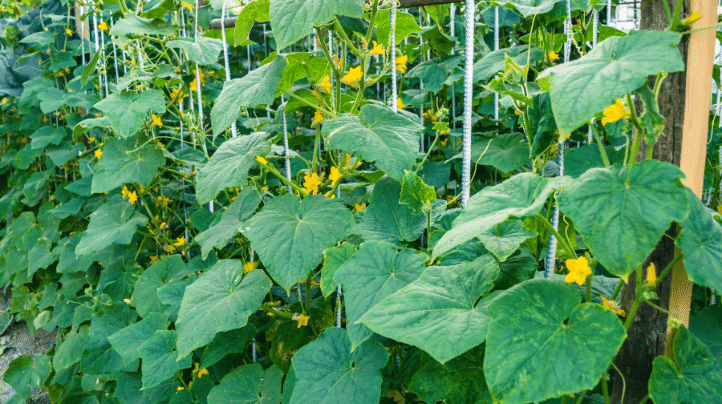 Hạt giống dưa leo F1 VVS15