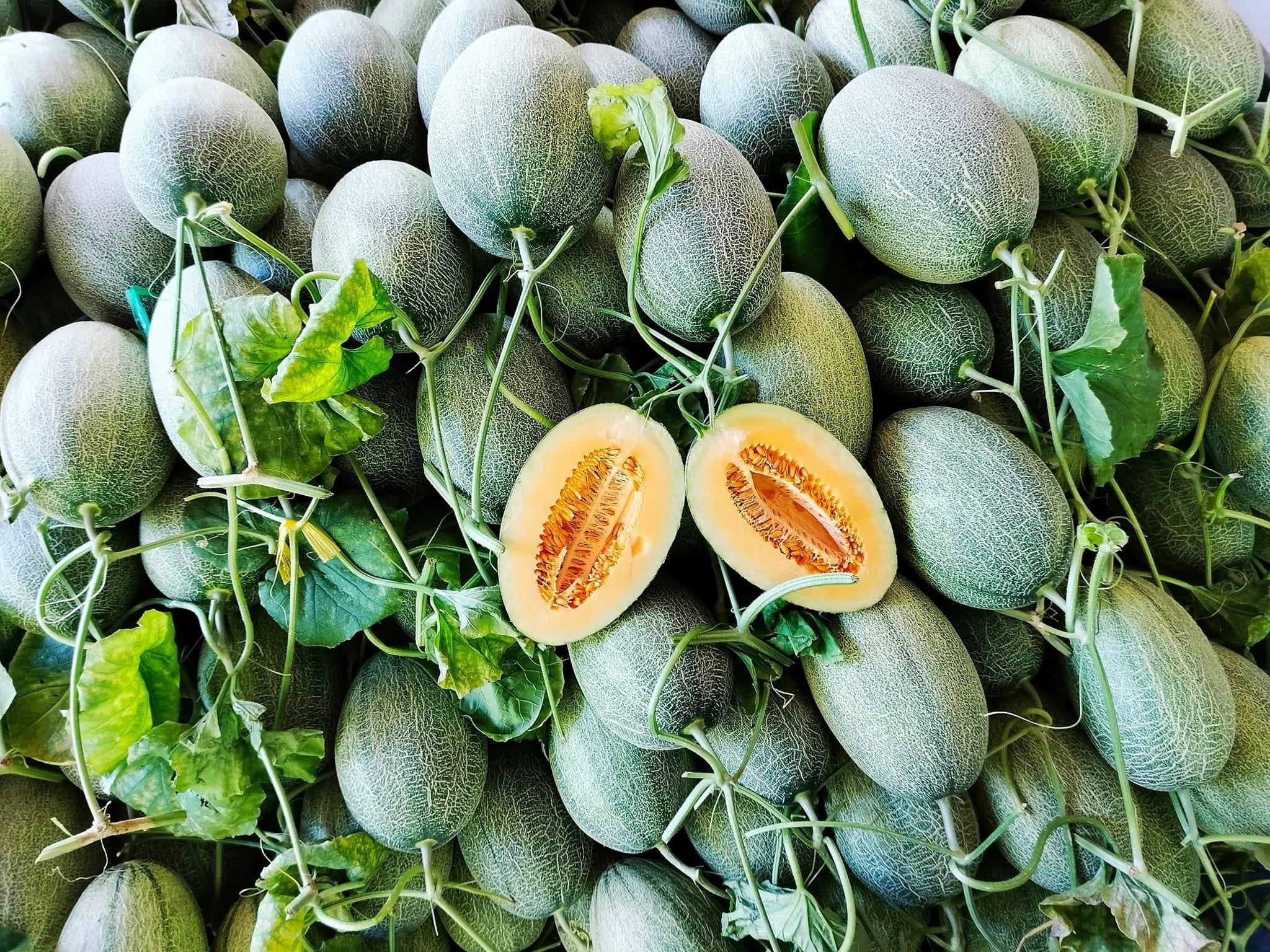 Hạt giống dưa lưới Hạ Mi 1