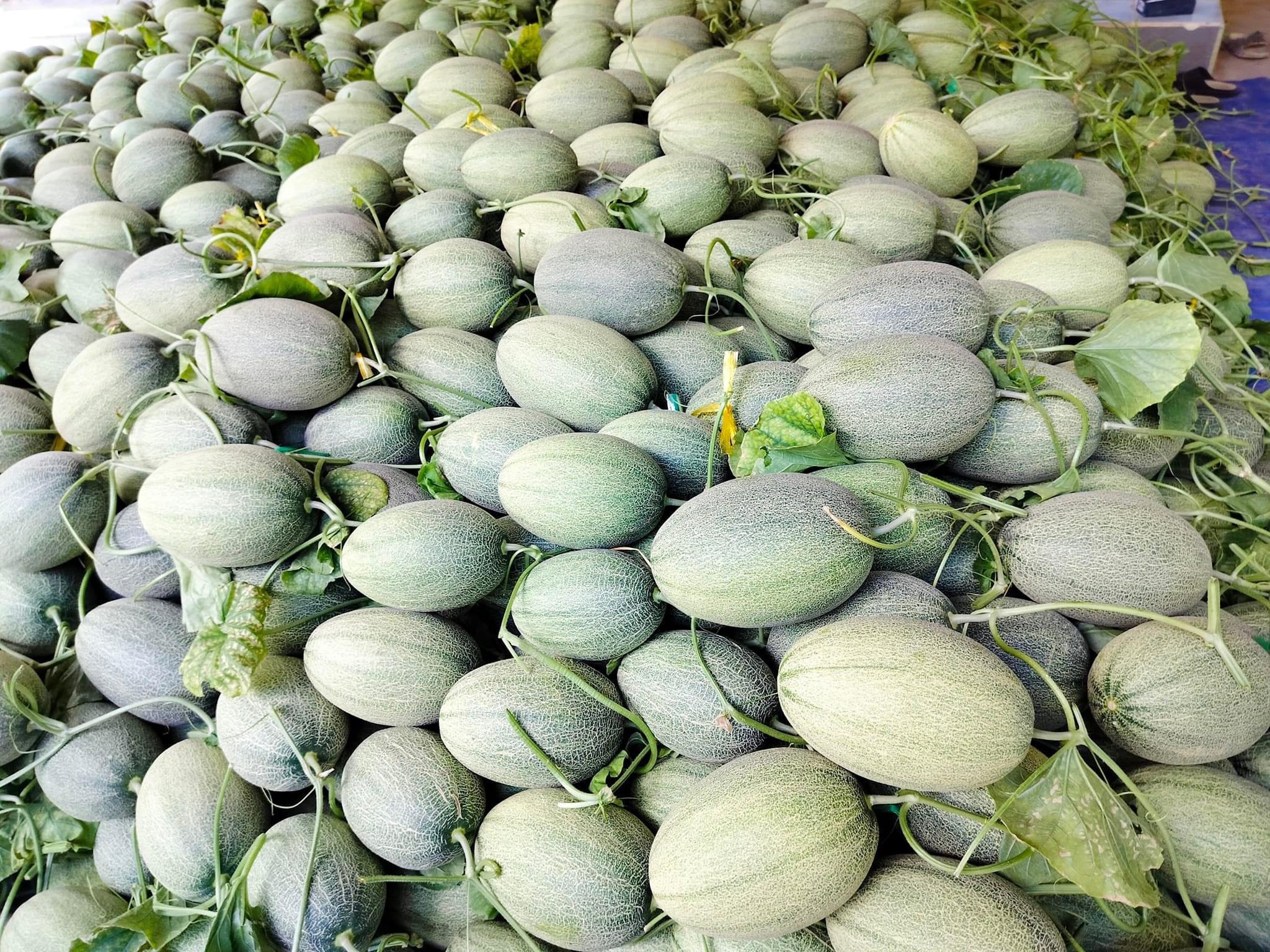 Hạt giống dưa lưới Hạ Mi 2