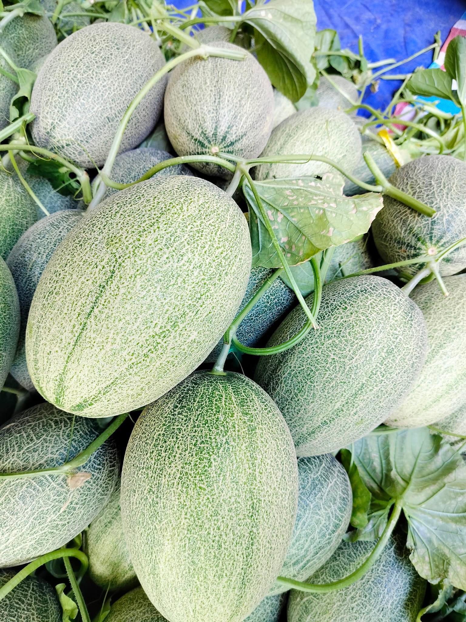 Hạt giống dưa lưới Hạ Mi 3