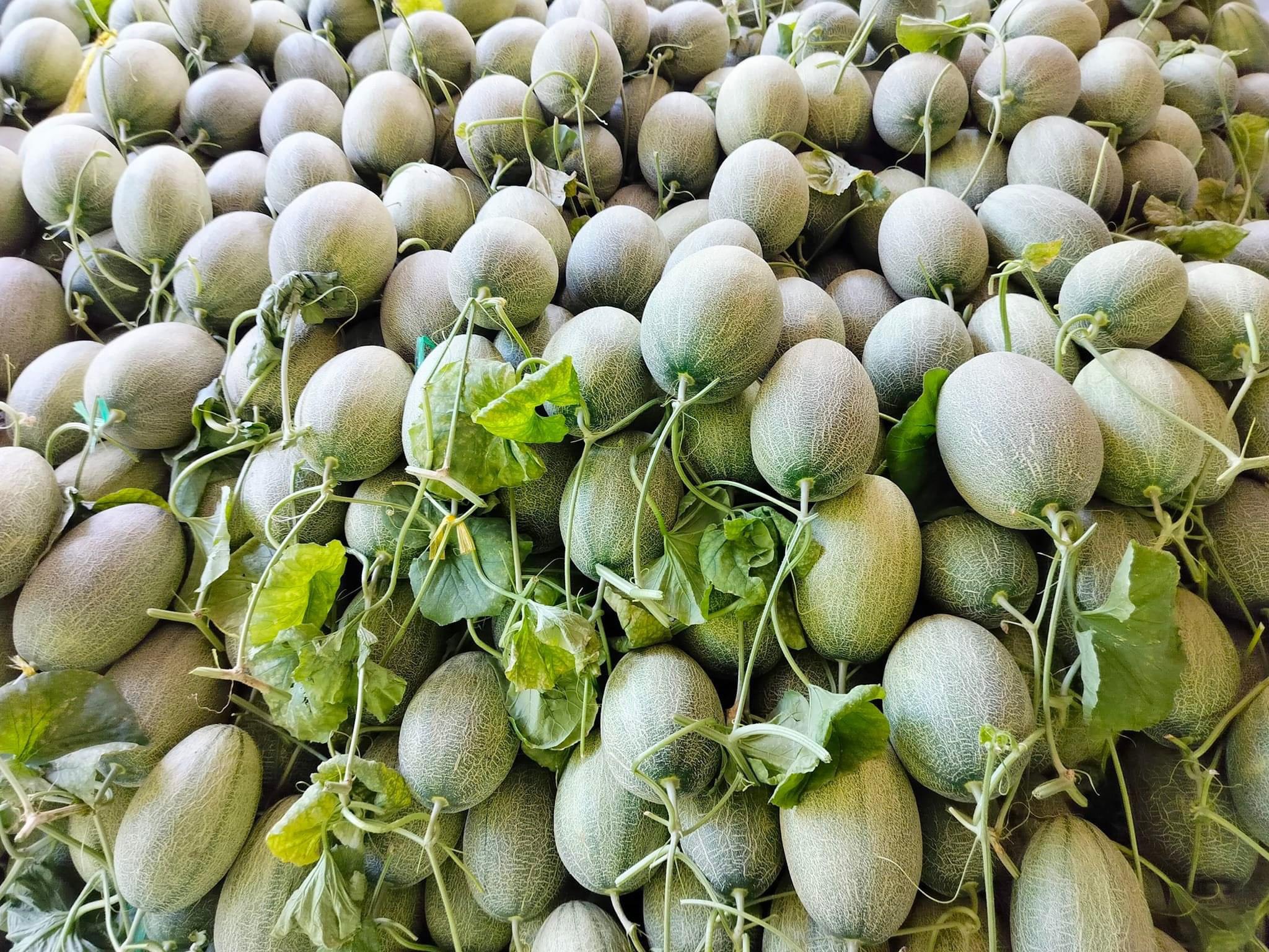 Hạt giống dưa lưới Hạ Mi 4