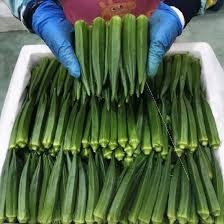 hạt giống đậu bắp F1 3