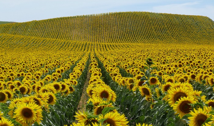 hạt giống hoa hướng dương 1