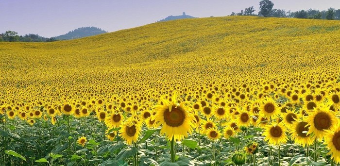 hạt giống hoa hướng dương 2