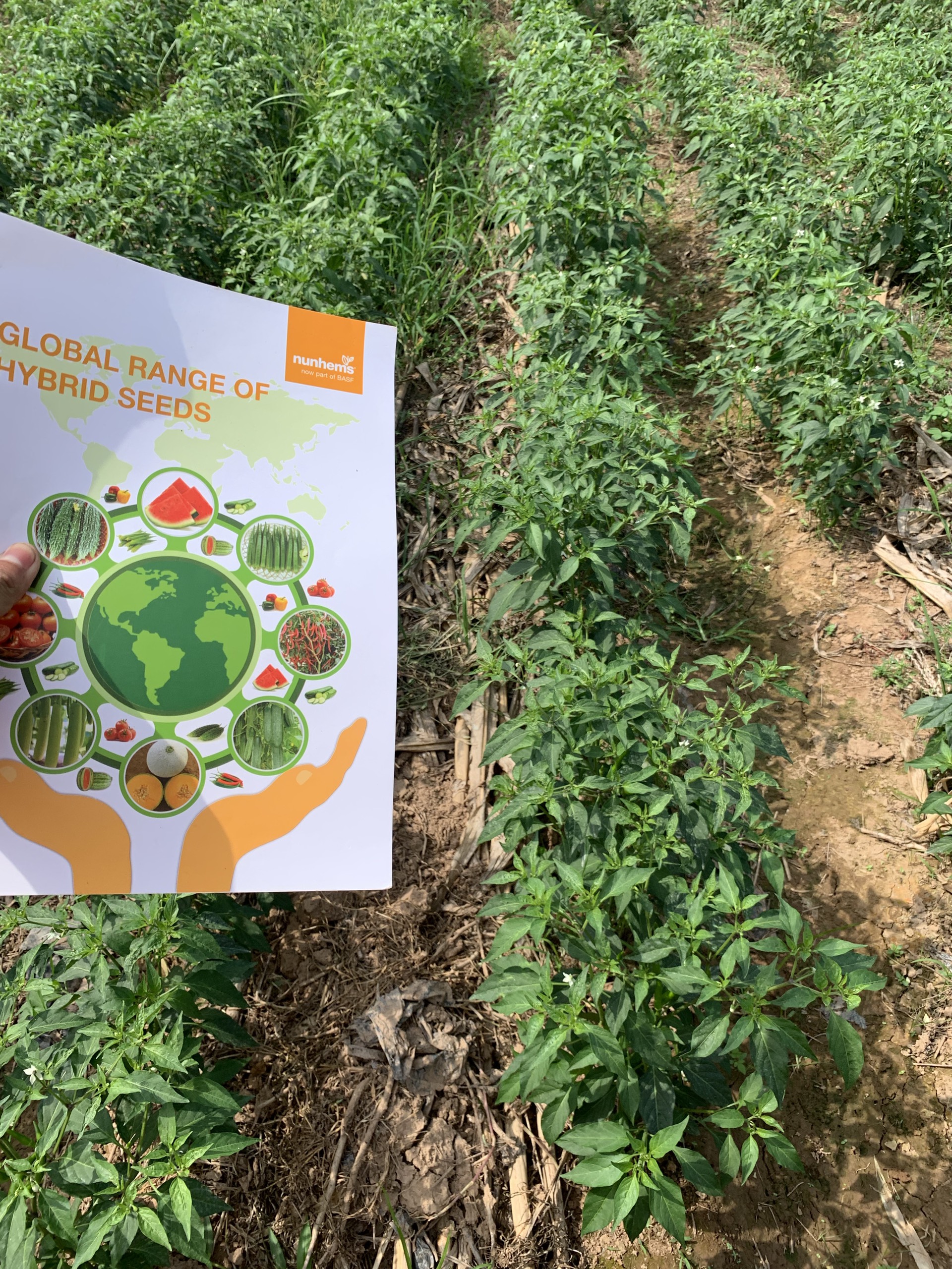 hạt giống ớt chỉ thiên F1 - Nun2074 2