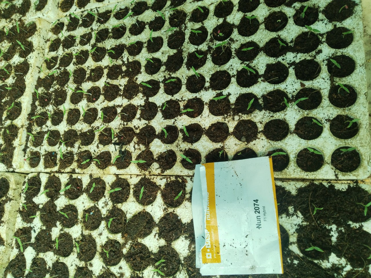 hạt giống ớt chỉ thiên F1 - Nun2074 4