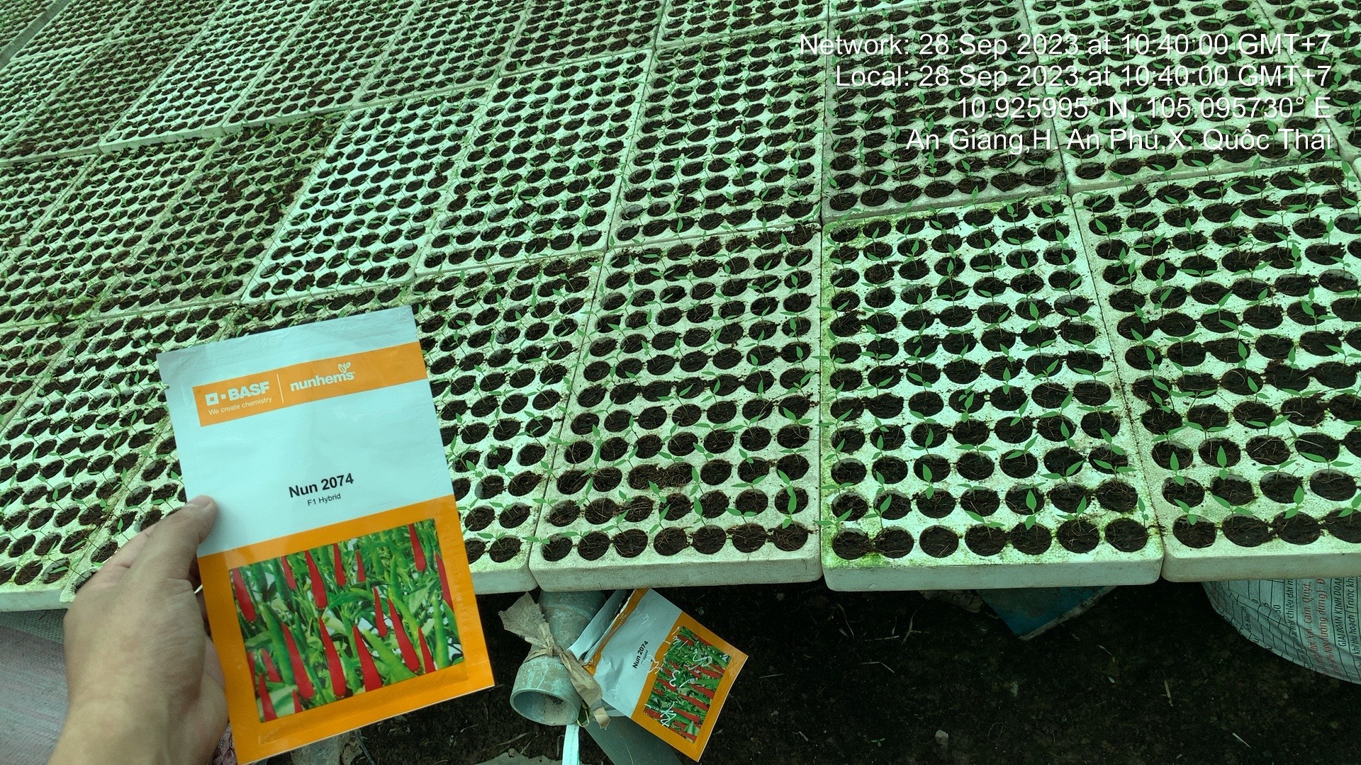 hạt giống ớt chỉ thiên F1 - Nun2074 5