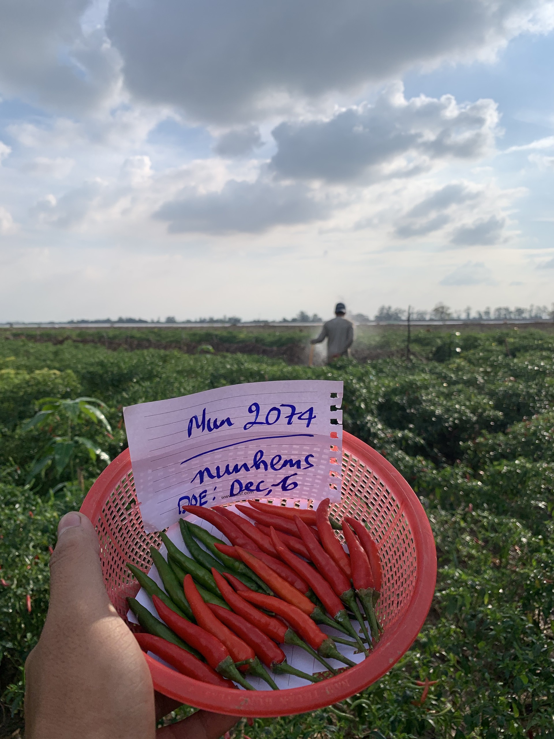 hạt giống ớt chỉ thiên F1 - Nun2074 6