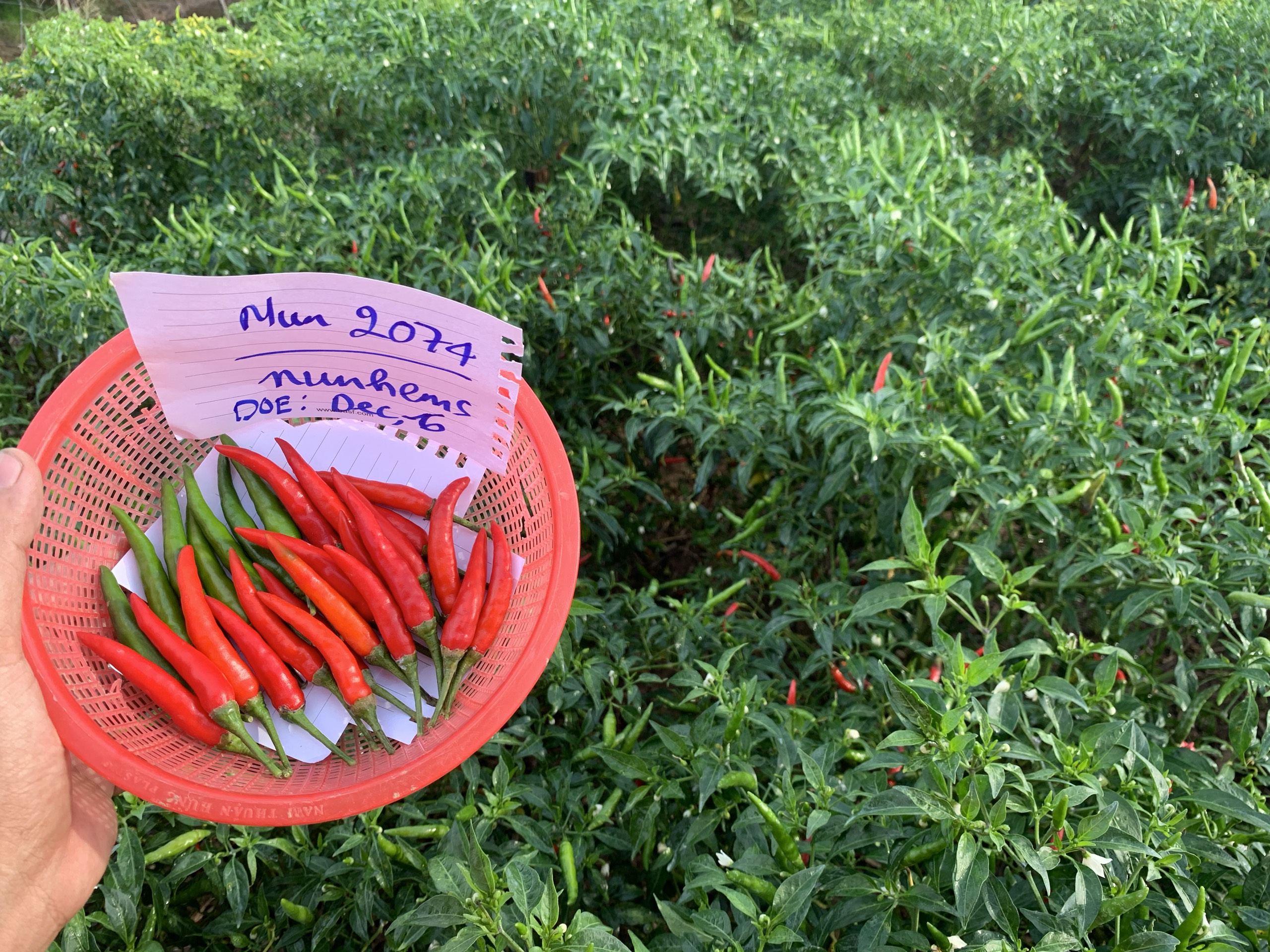 hạt giống ớt chỉ thiên F1 - Nun2074 7