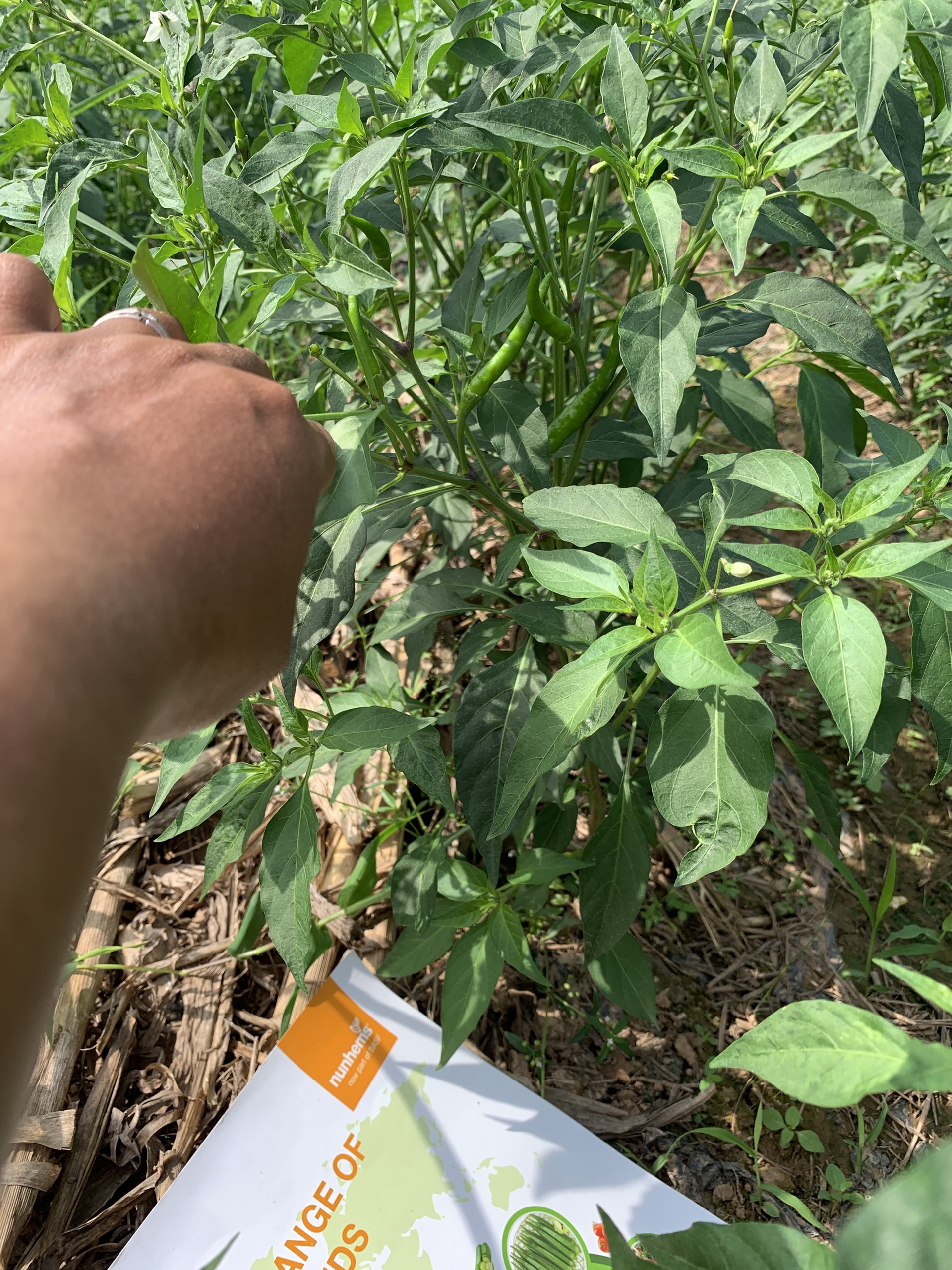 hạt giống ớt chỉ thiên F1 - Nun2074