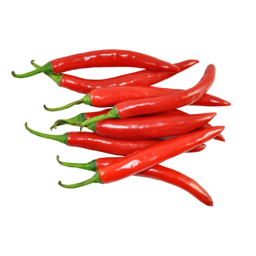 ớt chỉ thiên VVS07