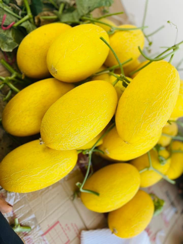 Dưa lưới hạ mi vàng 2