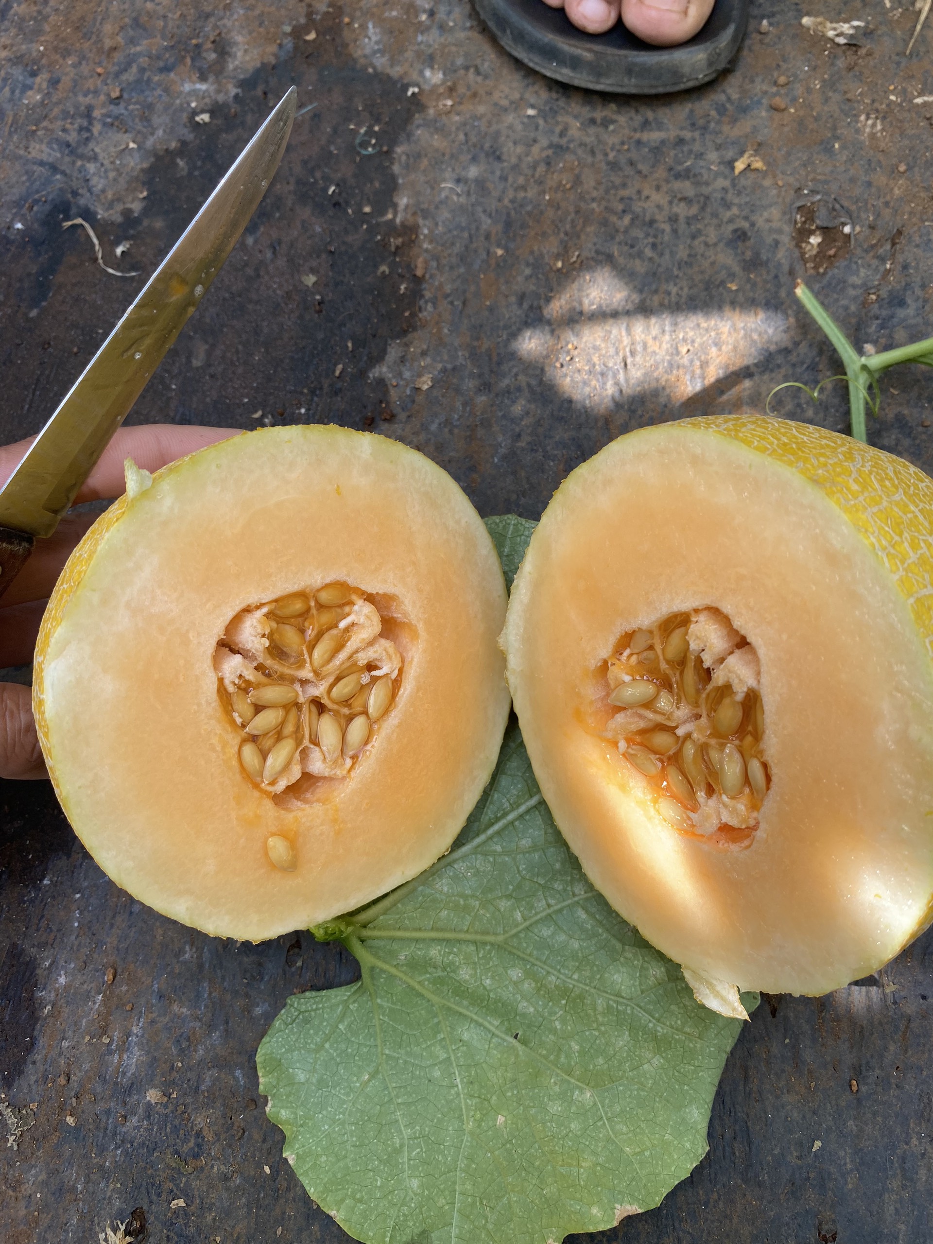 z5433126198919_1cf01fb40539319b65b29b74c35812d4