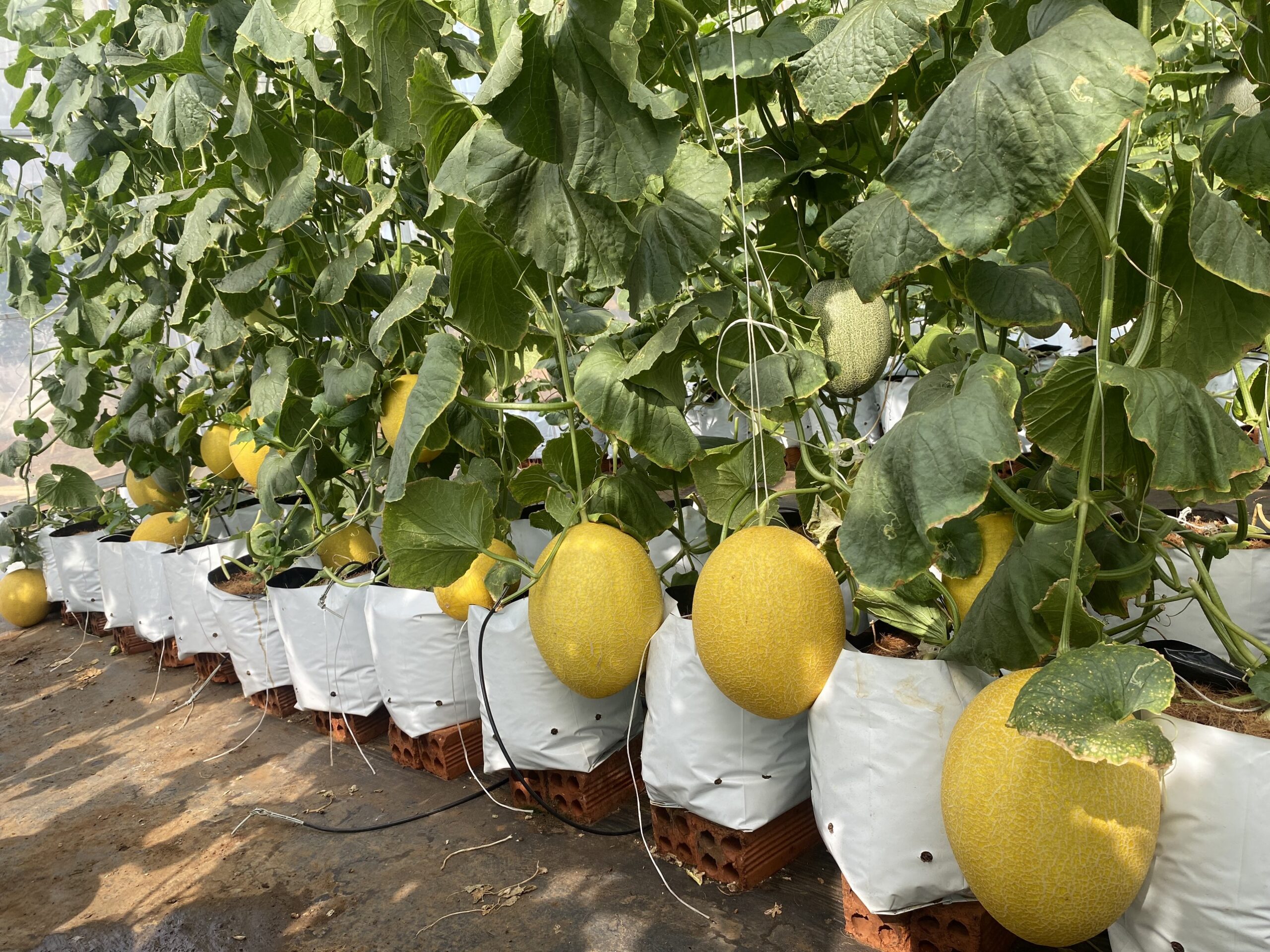 z5433126210258_fd79361fb593bb7e3336f8b38b2b06ac