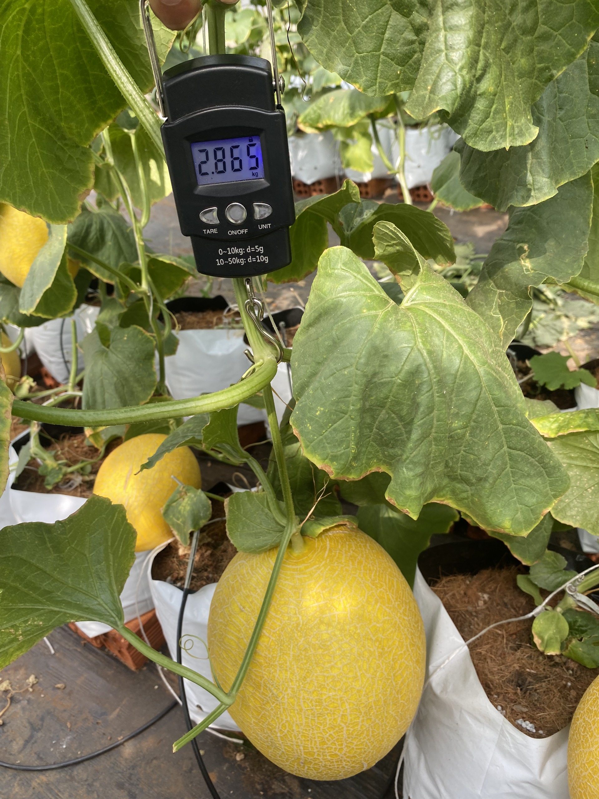 z5433126211302_02abe8fa8ebeaff94ea90ad6606c7f53