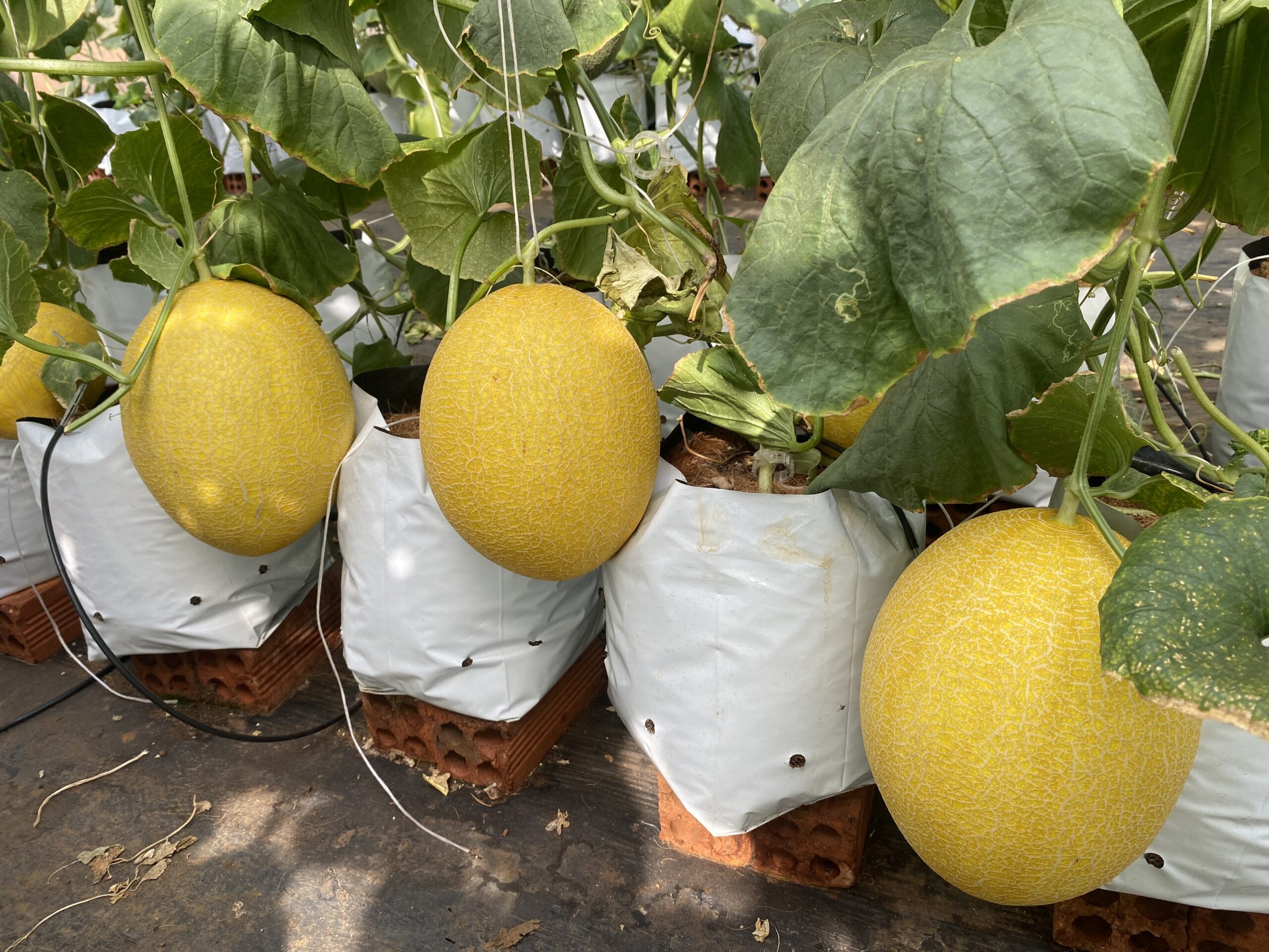 z5433126217985_1e510be6993c3399fd744fcf2f1f0363