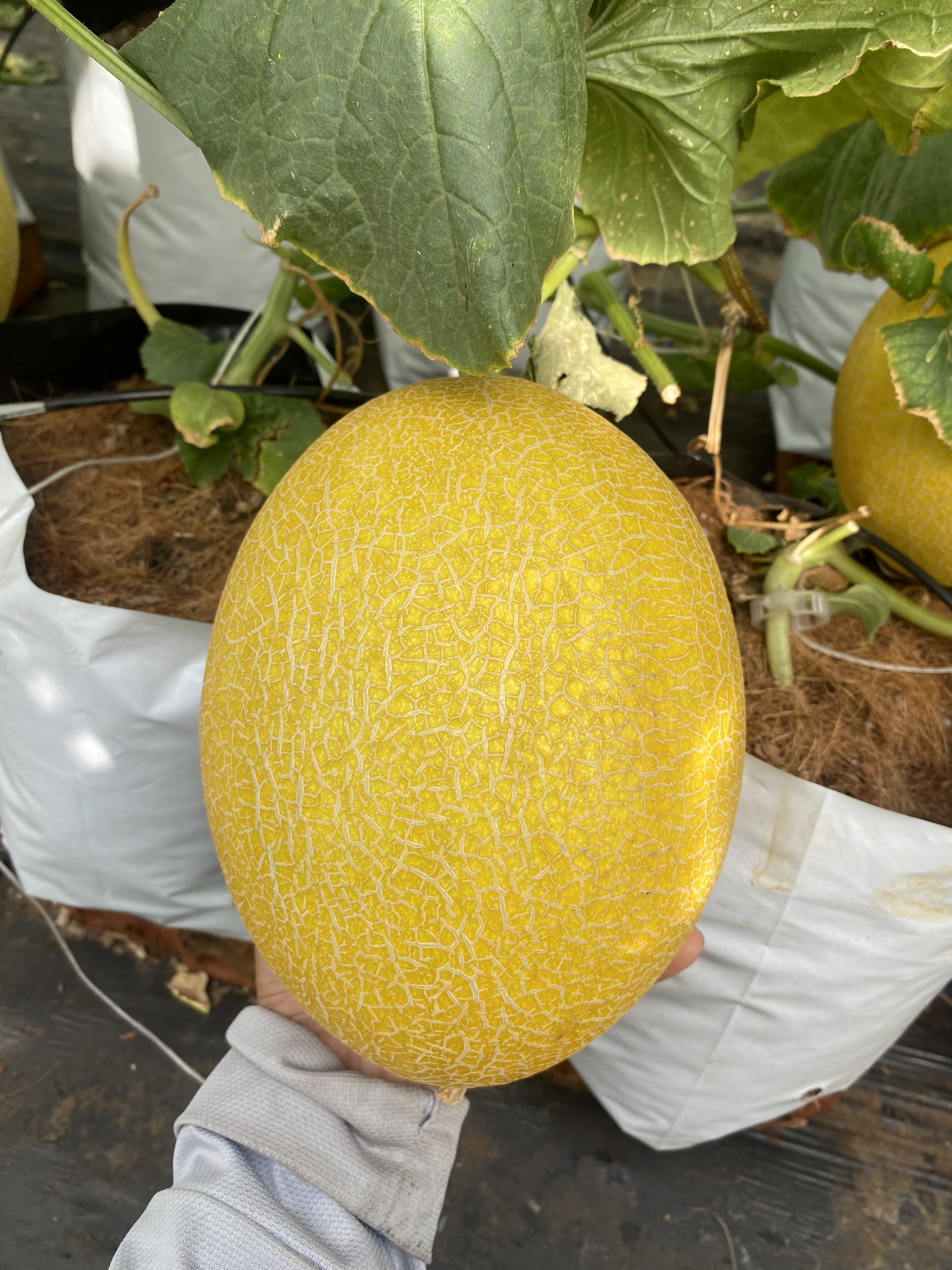 z5433126217986_e8b8ec83a80ea7f3c912cff536c6fa0f